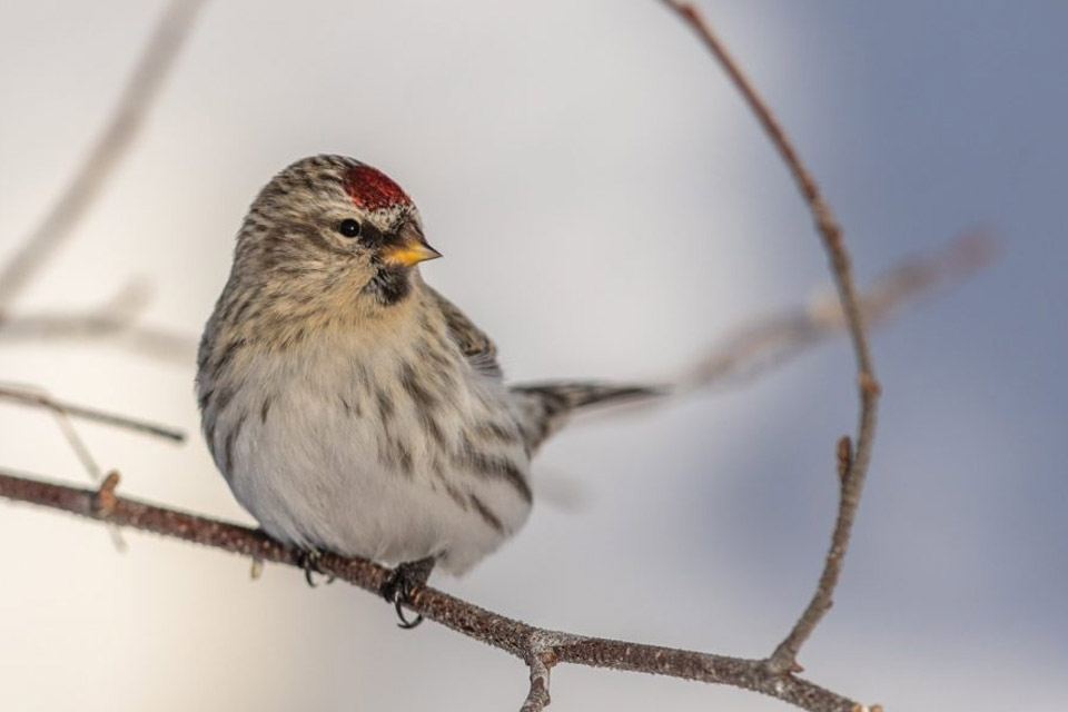 a small bird perched on a branch in the snow.