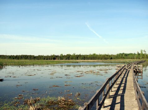 a wooden bridge over a body of water.