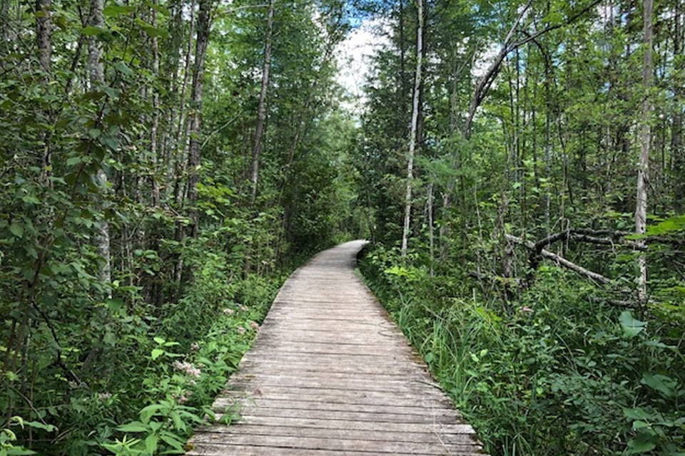 a wooden walkway in the middle of a forest.