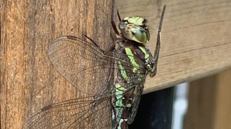 a green and black insect sitting on top of a wooden wall.