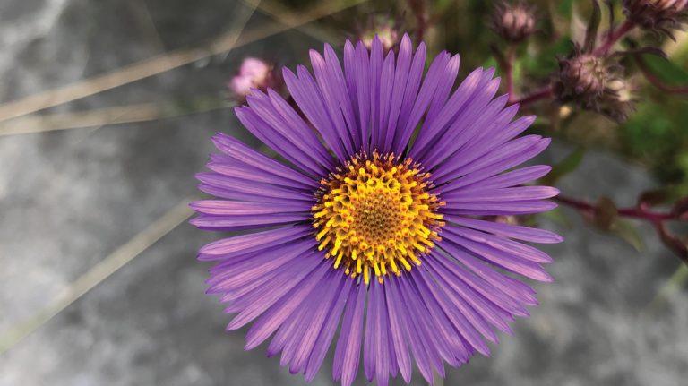 a close up of a purple flower with yellow center.