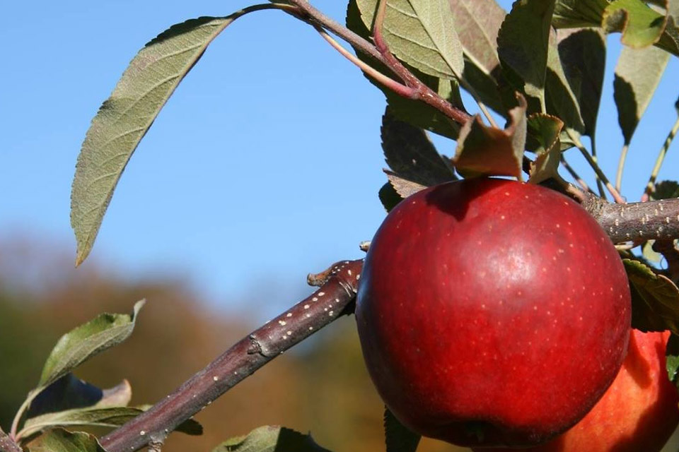 a red apple is growing on a tree.