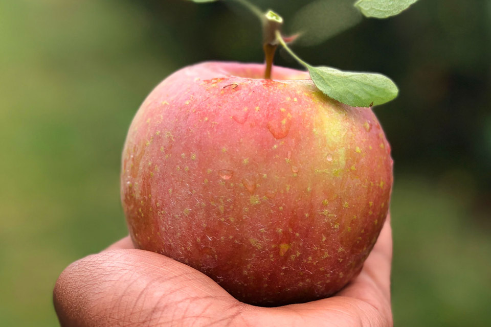a hand holding an apple with a leaf in it.