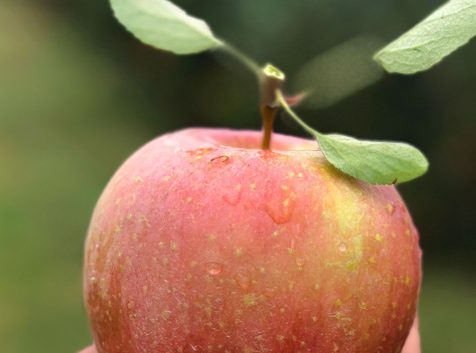 a hand holding a red apple with a leaf on it.