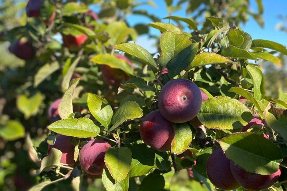 an apple tree with red apples growing on it.