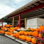 A row of pumpkins on a wooden bench.