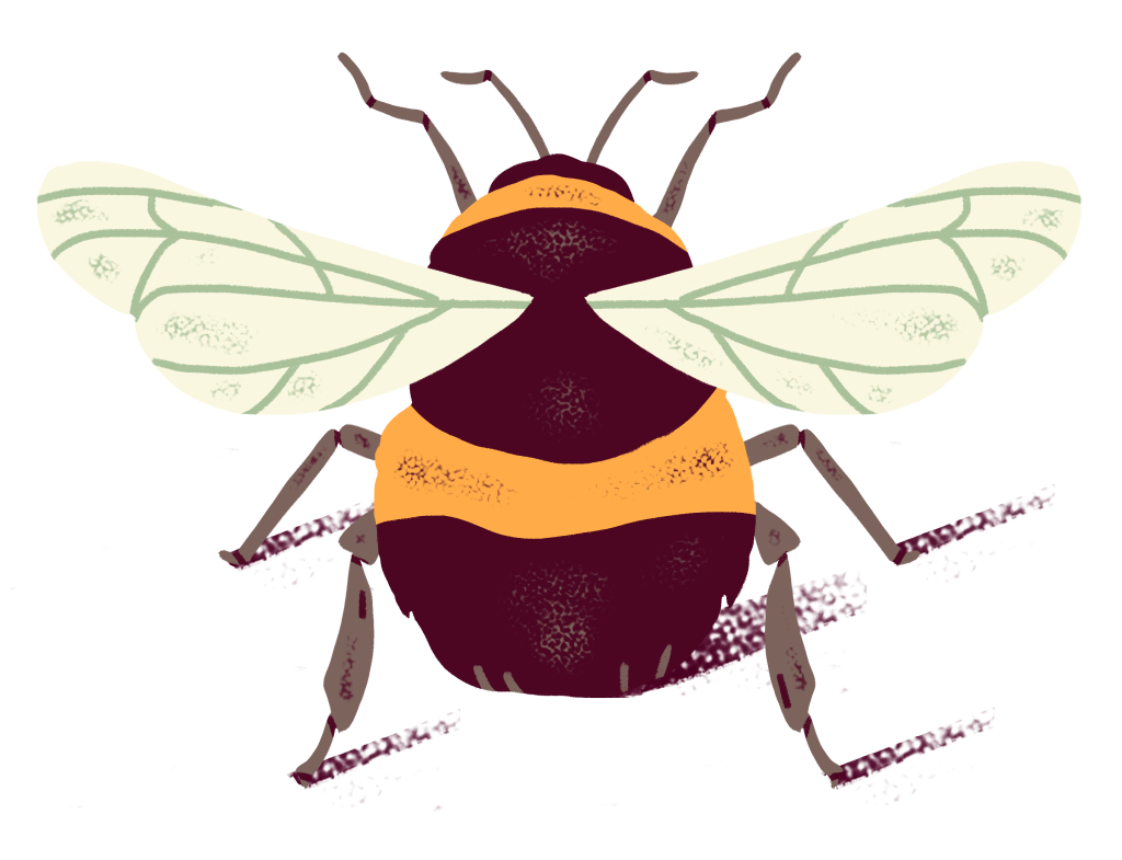 Illustration of a bumblebee