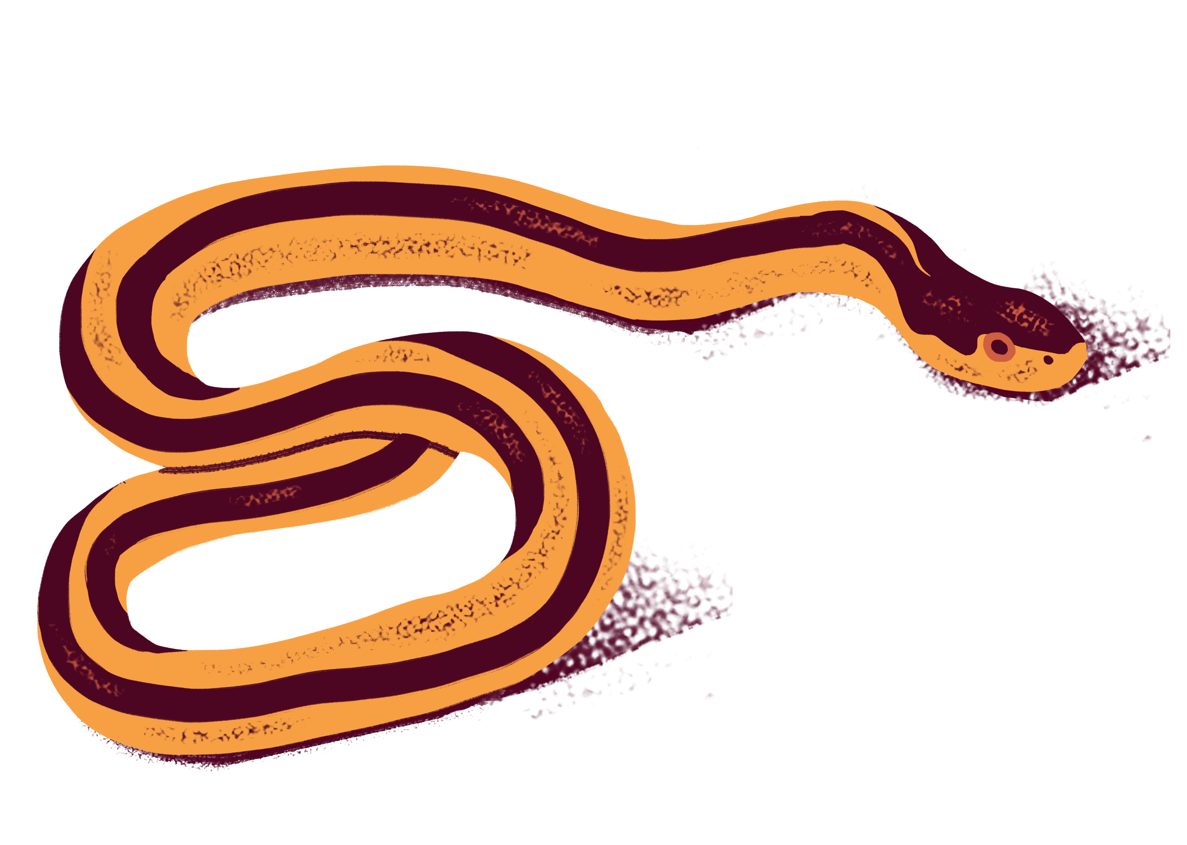 BOQ-2021-Icon-Garter-Snake-Final