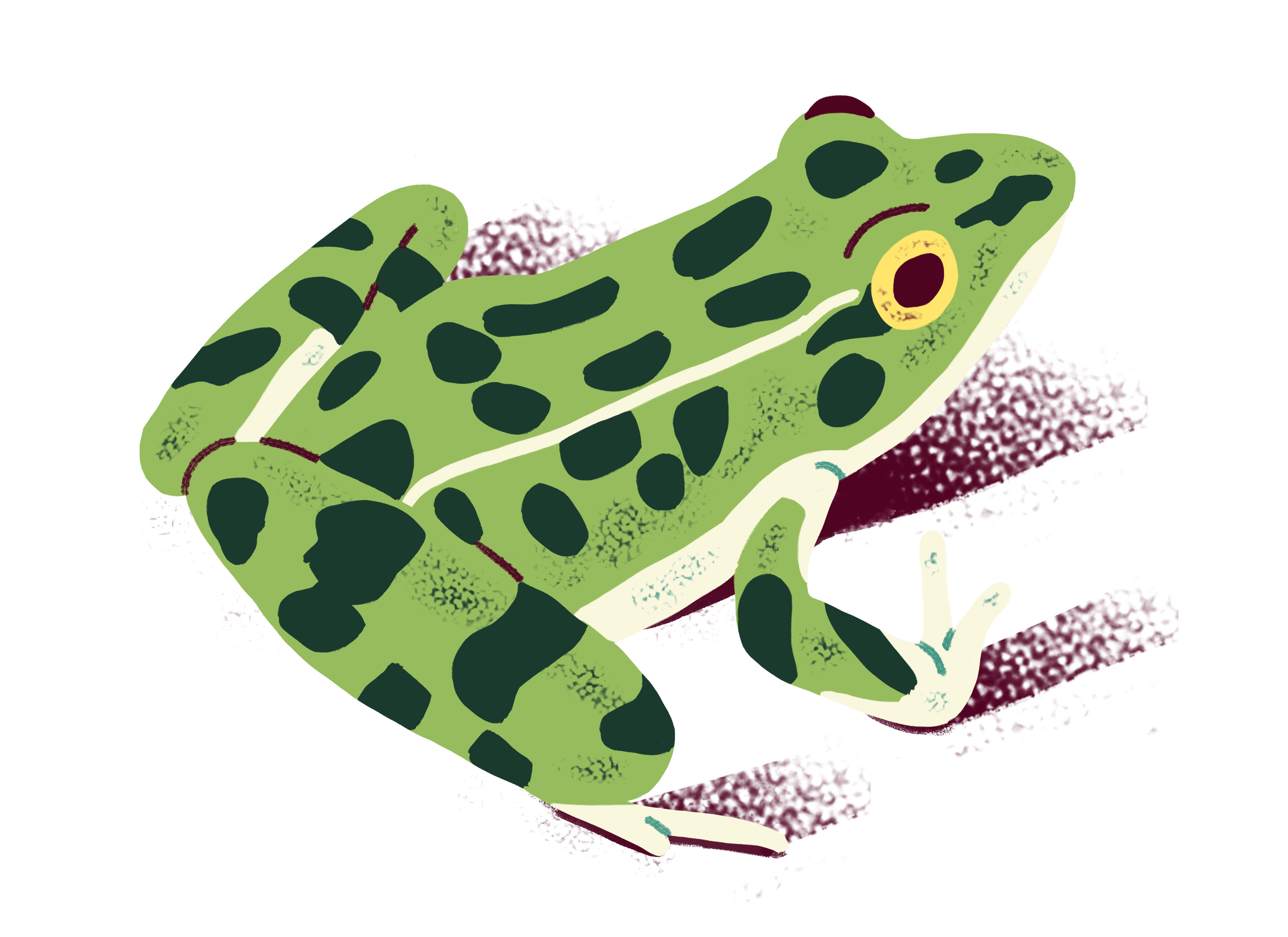 BOQ-2021-Icon-Leopard-Frog-Final