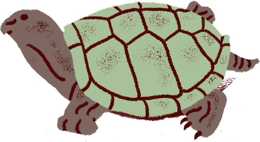 Turtle