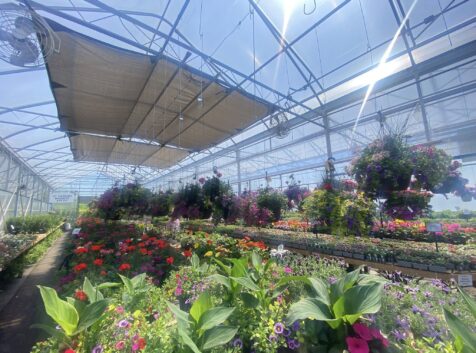Image of the inside of a greehouse with lots of plants on tables