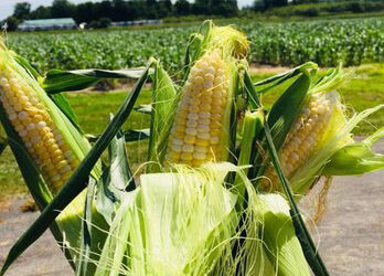 Image of corn on the cob in husks