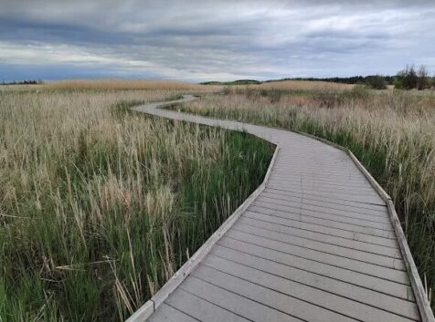 Image of a long boardwalk through a wetland