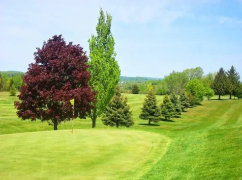 Image of a golf course green