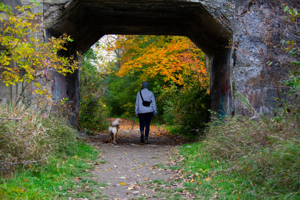 Image of person walking a dog through an overpass in the forest