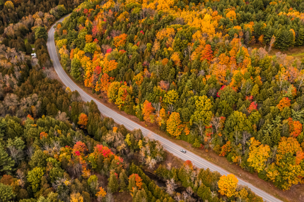 Image of fall colours from above with a road running through it